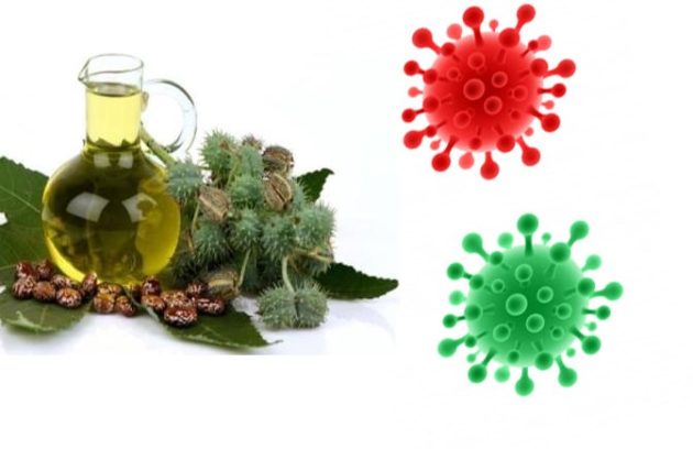 Benefits of castor oil and corona virus