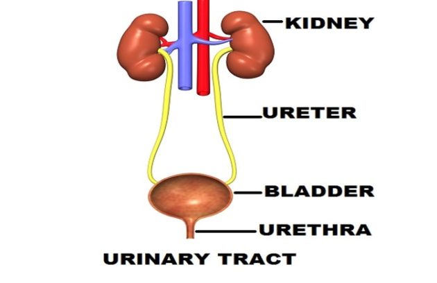 urinary tract infection, यूरिनरी ट्रैक्ट इंफेक्शन
