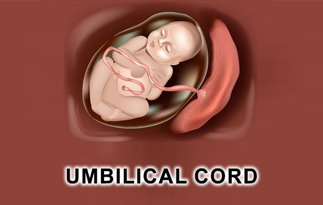 गर्भनाल की समस्या और समाधान - Umbilical Cord in Hindi