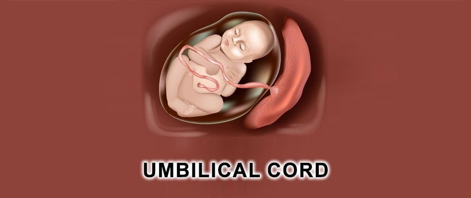 गर्भनाल की समस्या और समाधान - Umbilical Cord in Hindi