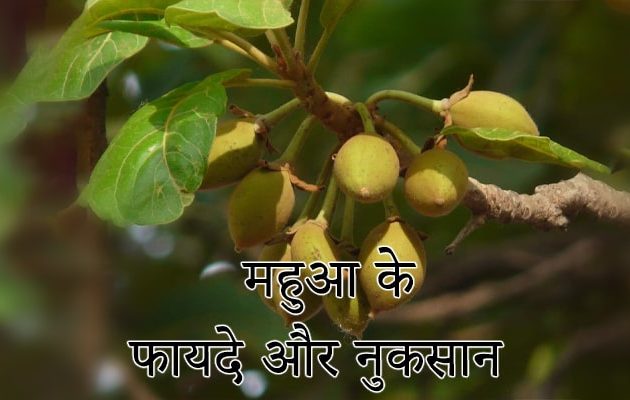 महुआ के फायदे और नुकसान- Mahua Benefits and Uses in Hindi