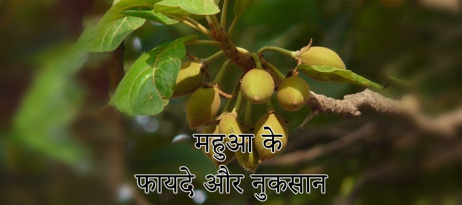 महुआ के फायदे और नुकसान- Mahua Benefits and Uses in Hindi